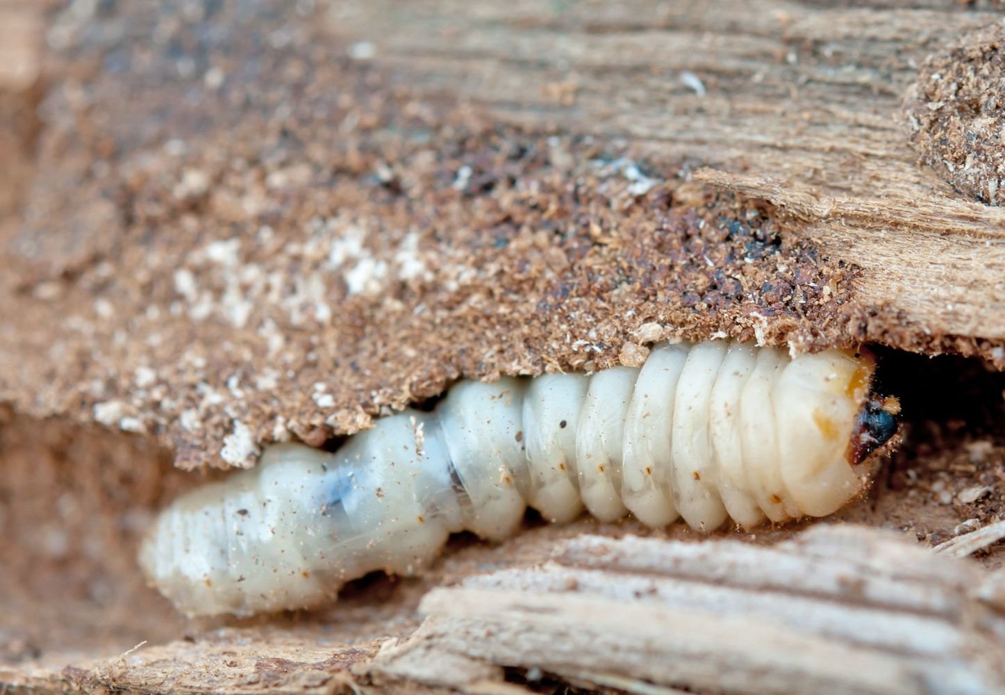 Woodworm
